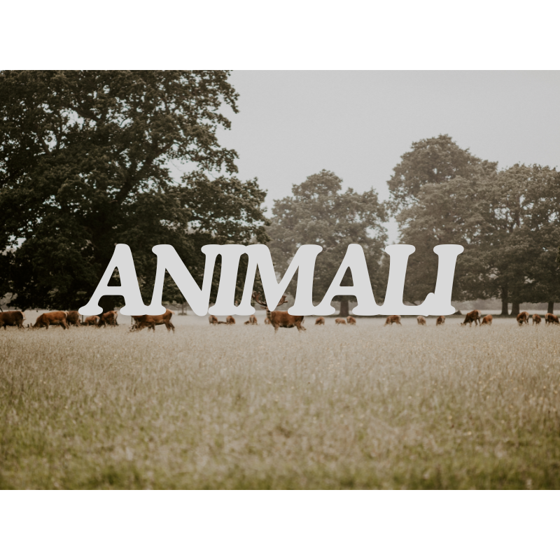 ANIMALI